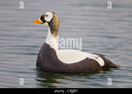 Arctic National Wildlife Refuge (ANWR), Alaska, ein männlicher brillentragende Eider patrouilliert einen Tundra-Teich im Frühling Stockfoto