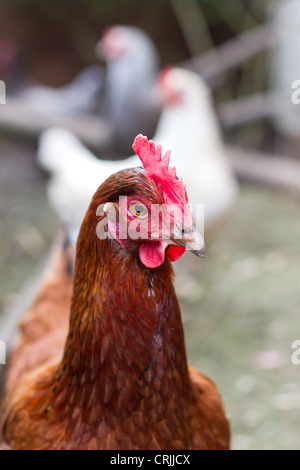 Eine Freilandhaltung Hühner zu Hause in einem englischen Garten Stockfoto