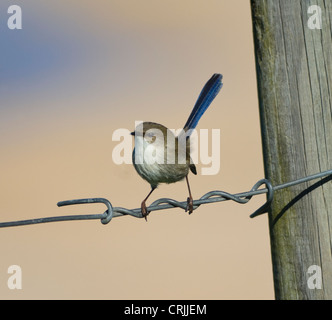 Hervorragende Fairy-Wren, Non-Zucht männlich (Malurus Cyaneus) Stockfoto