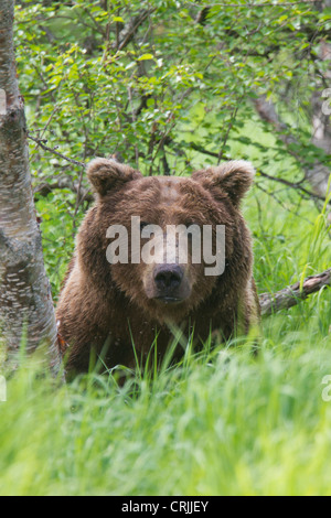 Katmai Nationalpark, Alaska, schaut ein Braunbär aus hohe Gräser Stockfoto