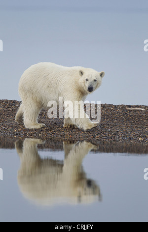 USA, Alaska. Nassen Sie Eisbär zu Fuß entlang der felsigen Küste im Denali National Park. Stockfoto