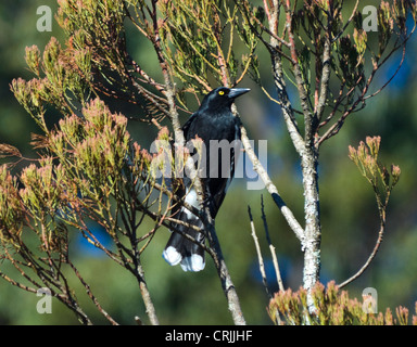 Trauerschnäpper Currawong (Strepera Graculina) Stockfoto