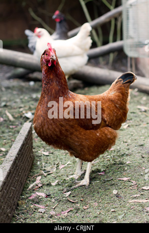 Eine Freilandhaltung Hühner zu Hause in einem englischen Garten Stockfoto