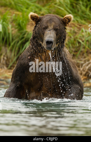 USA, SW Alaska, Geographic Hafen, Küste Katmai Nationalpark, Brauner Bär, Ursus Arctos Horribilis, AKA Grizzly Bear Stockfoto