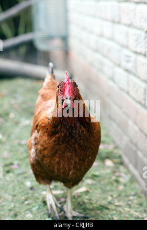 Eine Freilandhaltung Hühner zu Hause in einem englischen Garten Stockfoto