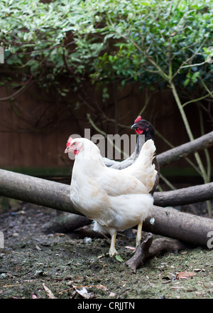 Eine Freilandhaltung Hühner zu Hause in einem englischen Garten Stockfoto