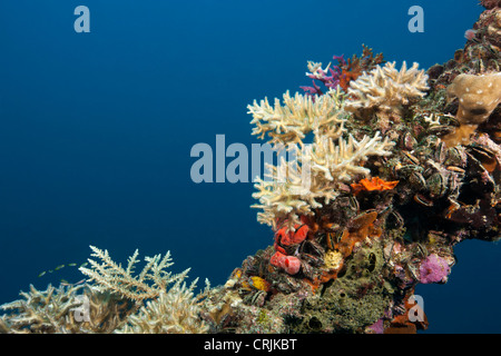Korallen, Schwämmen und Muscheln auf dem Mast der Iro, Flotte 462 Fuß (140 m) japanische Marine Öler Stockfoto