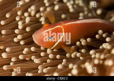 Rosa Anemonenfische (Amphiprion Perideraion) auf die Anemone an einem tropischen Korallenriff vor der Insel Palau in Mikronesien. Stockfoto