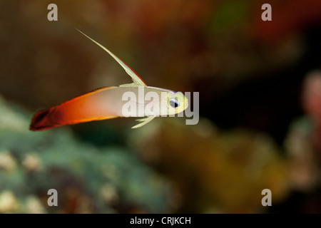 Feuer Dartfish (Nemateleotris Magnifica) an einem tropischen Korallenriff vor der Insel Palau in Mikronesien. Stockfoto