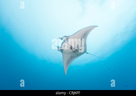 Riesigen Manta (Manta Birostris) schwimmen in der Nähe eine Reinigungsstation im deutschen Kanal vor den Inseln von Palau in Mikronesien. Stockfoto