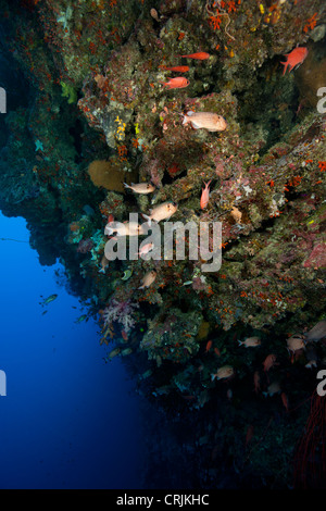 Korallen, Schwämme und mehrere Arten von tropischen Fischen an der Wand vor den Inseln von Palau in Mikronesien. Stockfoto