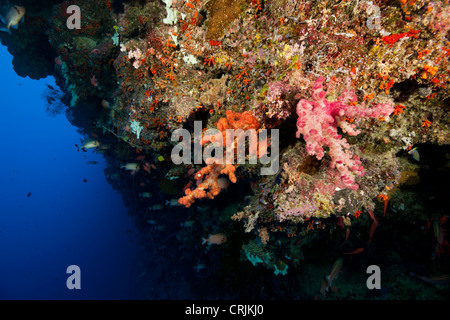Korallen, Schwämme und mehrere Arten von tropischen Fischen an der Wand vor den Inseln von Palau in Mikronesien. Stockfoto