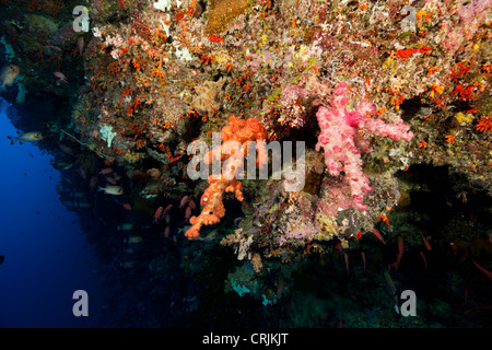 Korallen, Schwämme und mehrere Arten von tropischen Fischen an der Wand vor den Inseln von Palau in Mikronesien. Stockfoto