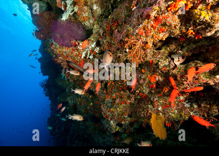 Korallen, Schwämme und mehrere Arten von tropischen Fischen an der Wand vor den Inseln von Palau in Mikronesien. Stockfoto