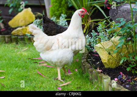 Eine Freilandhaltung Hühner zu Hause in einem englischen Garten Stockfoto