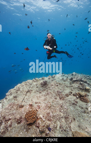 Taucher mit einem Riff Haken, Haie und andere Fische zu beobachten Stockfoto