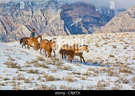 Nordamerika; USA, Wyoming; Schale, Big Horn Mountains: Pferd Fahrt durch den Schnee in den Big Horn Mountains; (MR) Stockfoto