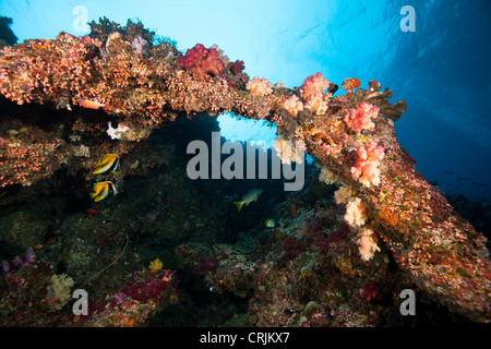 Korallen Bogen und tropische Fische in der Nähe der blauen Löcher Tauchplatz Rabatt auf die Inseln von Palau in Mikronesien. Stockfoto