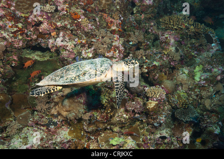 Indo-Pazifische Karettschildkröte (Eretmochelys Imbricata Bissa) an einem tropischen Korallenriff vor den Inseln von Palau in Mikronesien. Stockfoto