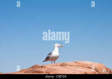 Ein Erwachsener amerikanische Silbermöwe [oder Smithsonian Gull] sitzt auf einem Felsen an der Küste von Maine, USA. Stockfoto