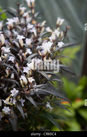 Blühende Strobilanthes Anisophyllus Stockfotografie Alamy