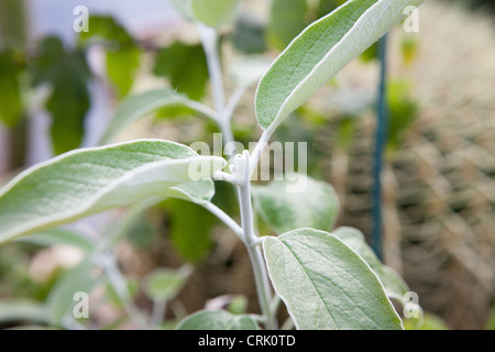 Salvia entfärben (Anden Blattsilber Salbei) Stockfoto