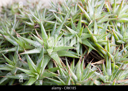 Bromelie (Deuterocohnia Brevifolia) Stockfoto