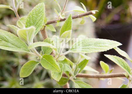 Colquhounia Coccinea. Himalaya-Minze Pflanze. Stockfoto
