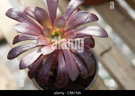 Aeonium Arboreum Var Atropurpureum Zwartkop - "Schwarzkopf" Stockfoto