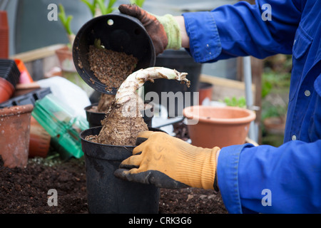 Ein Gärtner Boden in einen Topf mit CRINUM Powellii Birnen gießen Stockfoto
