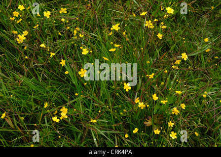 geringerer Spearwort Blumen Stockfoto