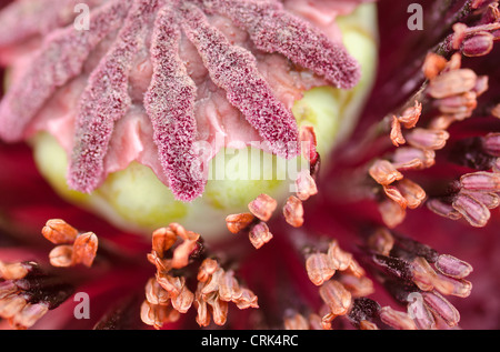 Blühende Teile eine orientalische Mohn Papaver orientale Stockfoto