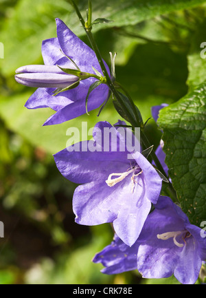 Nahaufnahme des blauen Canterbury Bell Blumen Campanula in einer Cheshire-Garten-England-Vereinigtes Königreich-UKcanterbury-Glocke Stockfoto