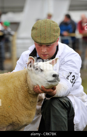 Beltex Schafe gehalten für die Beurteilung auf der Royal Highland Show Stockfoto