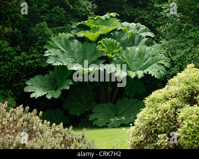 Gunnera Manicata, Gunnera Tinctoria - Riesen Rhabarber, riesige Gunnera, UK Stockfoto