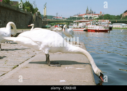 Schwan, trinken aus der Moldau in Prag Stockfoto