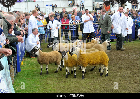 Beurteilung der schottischen Maultier-Klassen bei der Royal Highland Show mit einer Menge von Schaulustigen. Stockfoto