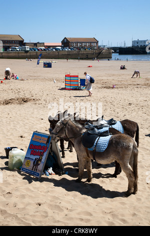 Esel auf der South Sands Scarborough North Yorkshire England Stockfoto