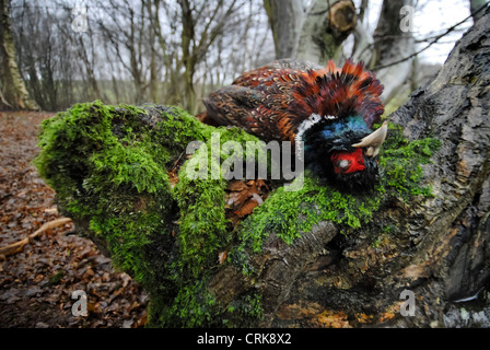 Shhoting Partei in East Sussex Stockfoto