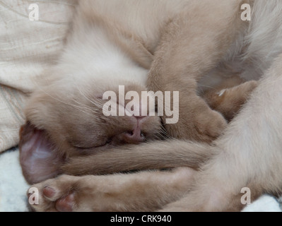 Schokolade birmanischen asiatische Kätzchen nahe USV Stockfoto