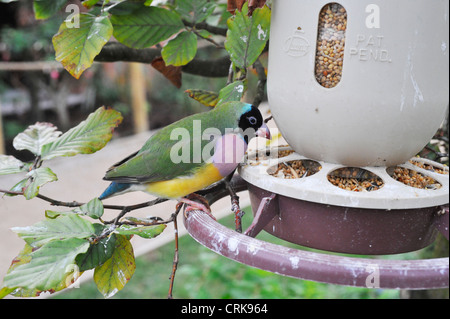 Prachtfinkenart Finch, Erythrura Gouldiae (oder Chloebia Gouldiae) im Twycross Zoo. Stockfoto