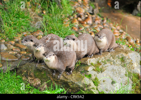 Orientalische kurze Krallen Otter. Aonyx cinerea Stockfoto