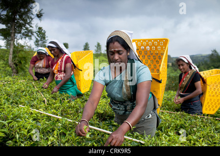 Tee-Pflückerinnen auf Pedro Estate, Nuwara Eliya, Southern Highlands, Sri Lanka Stockfoto
