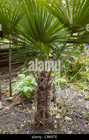 Trachycarpus Fortunei (Chusan Palm, Windmühle Palme oder chinesische Windmühle Palme) Stockfoto