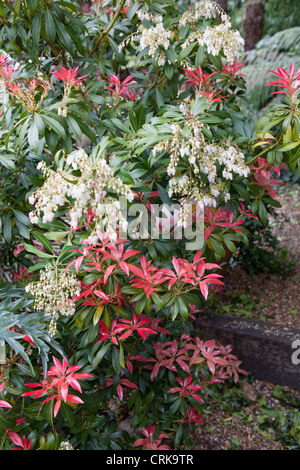 Pieris 'Forest Flame' Maiglöckchen Strauch Stockfoto