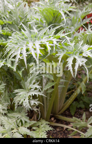 Die Karde (Cynara Cardunculus), auch genannt die Artischocke Distel Stockfoto