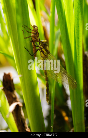 Libelle aus Larve Stockfoto