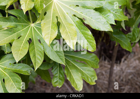 Fatsia Japonica. Gemeinsamer Name: Japanische aralia Stockfoto