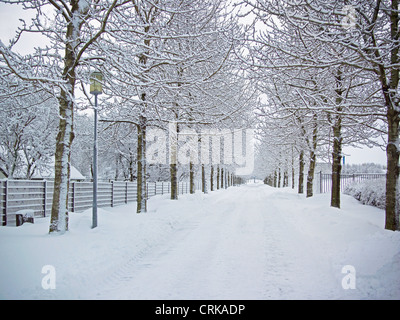 Bäume und Straße in Schneelandschaft Stockfoto