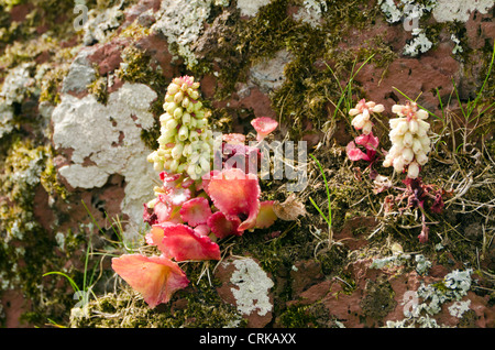 Nahaufnahme von Flechten auf rotem Sandstein Felsen Skokholm Insel UK. Stockfoto